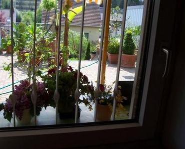 sommerlicher Ausblick aus dem Küchenfenster