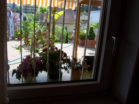 sommerlicher Ausblick aus dem Küchenfenster