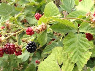 A Walk in the Park...