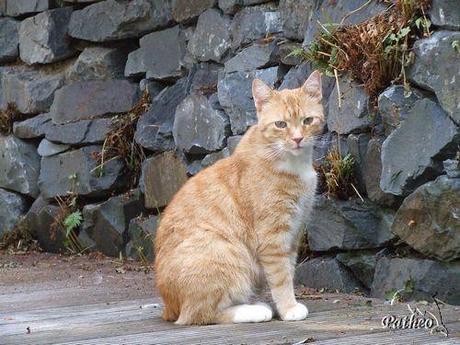 Grüße von Kater Felix