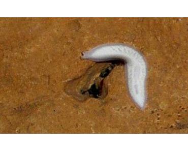 den Wurm hacken