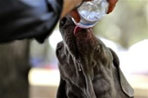 Hundefutter macht auch durstig