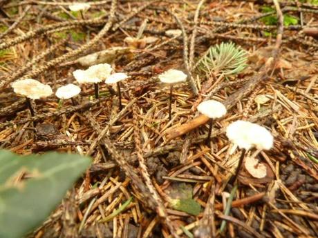 Im Wald: Achtung, die Pilze schiessen!