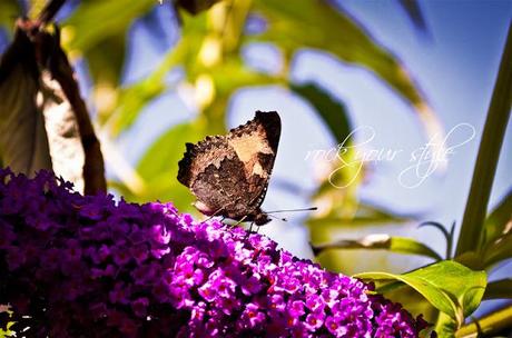 Foto Session # 21 - Butterflies
