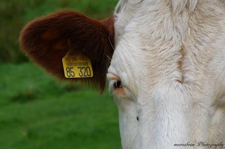 Heute gings noch mal rauf in Schwarzwald, vorbei an Zahlr...