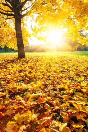 Herbst-PR Tipps:  Nutzen Sie Herbst-Themen als Aufhänger für Ihre Pressemitteilungen
