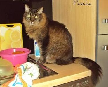Pascha war nicht (!) einverstanden …