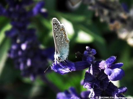 Schmetterling im Botanischen Garten Mainz fotografiert von Jürgen Kroder