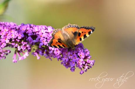 Foto Session # 23 - Butterflies #2