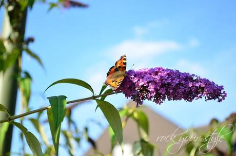 Foto Session # 23 - Butterflies #2