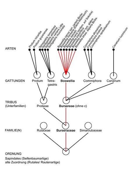 taxonomie_weihrauch_blog_klein3