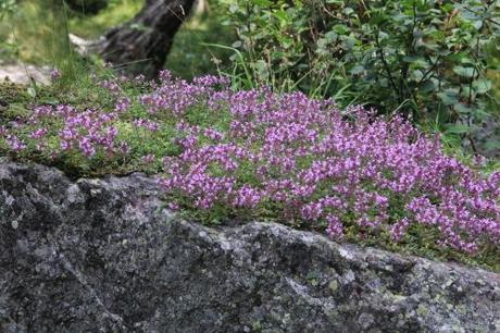 Thymian in den Bergen