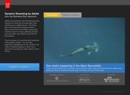 Sea TV – schauen Sie per Live Stream in das Monterey Bay Aquarium