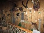 Im kleinsten Jagd- und Wildtiermuseum im größten Hochsitz Europas
