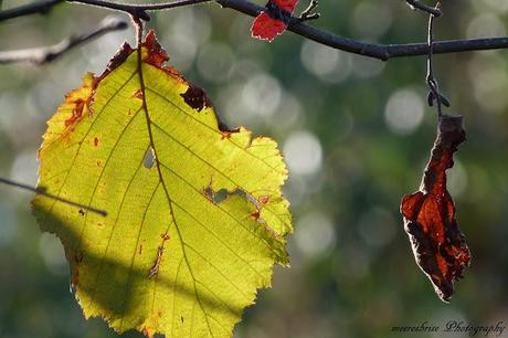 Herbst?! Ich warte...