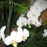 Orchideen – Phalenopsis