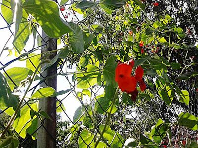 SOMMER Teil I - Flower Power