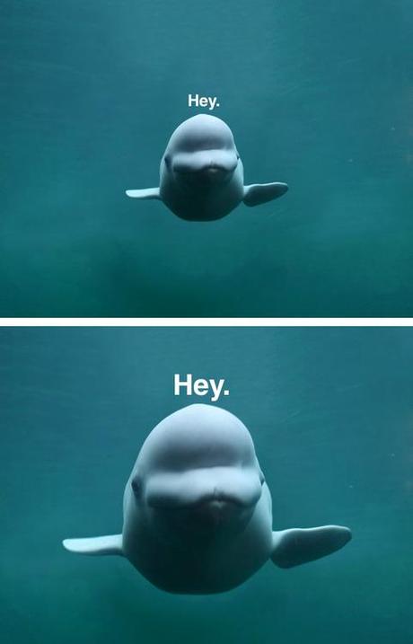 Hey,hey,hey …