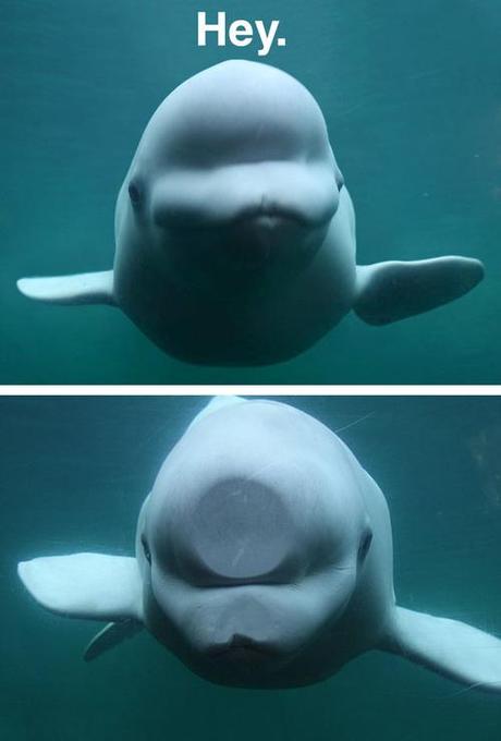 Hey,hey,hey …