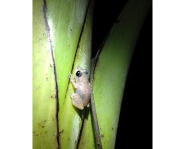 Bilder von diesjährigen Froschbeobachtungsreise durch Costa Rica und Panama