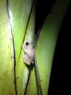 Bilder von diesjährigen Froschbeobachtungsreise durch Costa Rica und Panama
