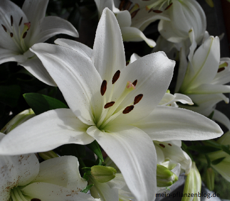 Weiße Lilien von Liebevoll-Blumen, fast eine Woche alt und immer noch frisch :-)