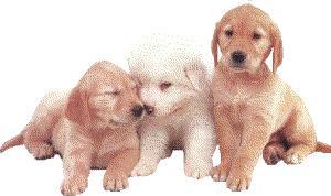 Entschuldigung eines Hundebesitzers