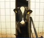 Homöopathie in der Rinderzucht | NDR Sendung