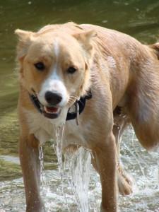 Auch nasse Hunde wollen Hundefutter