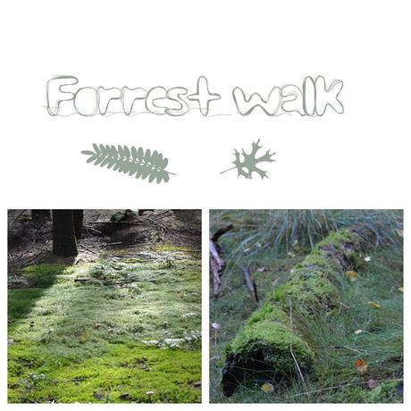 walk in the forrest - Wald Sparziergang