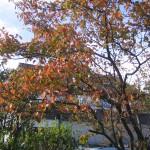 Felsenbirne - Amelachier im Herbstkleid