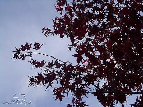 Rote Blätter im Herbst