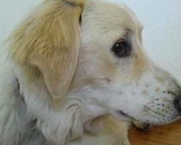 Michele Angelo  Bittet um Mithilfe /  V E R M I S S T