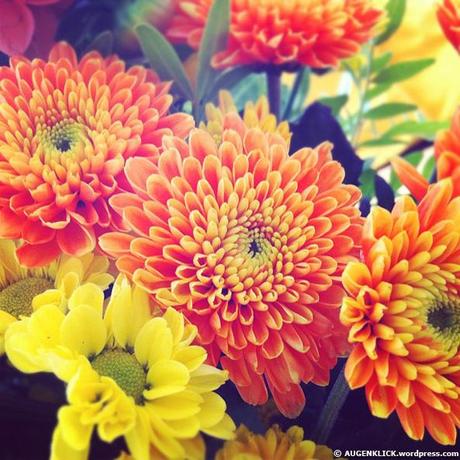 Instagram Blumen