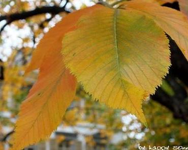 Weshalb blogge ich - weshalb bloggt Ihr?