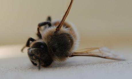Mysterium Bienensterben – Begründete Sorge oder Panikmache? Ein Bienenforscher klärt auf