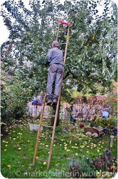 Aus meinem Garten Ende Oktober: Apfelernte und 165 Liter eigener Bio-Apfelsaft