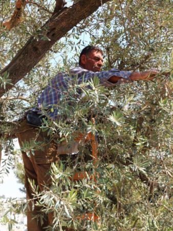 Olivenernte in Hebron: Wann erleben diese Bäume den Frieden, den sie symbolisieren?