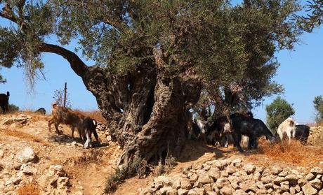 Olivenernte in Hebron: Wann erleben diese Bäume den Frieden, den sie symbolisieren?