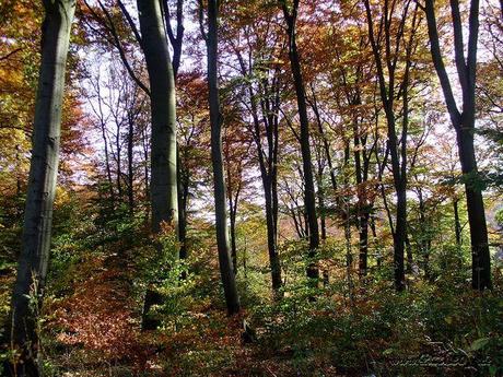 Wunderbarer Herbstwald