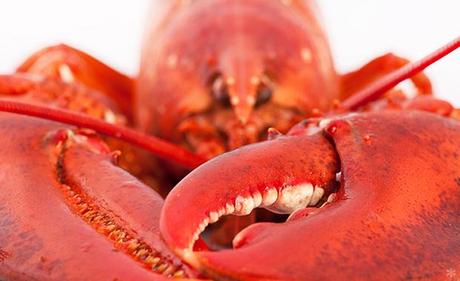 Hummer richtig zubereiten