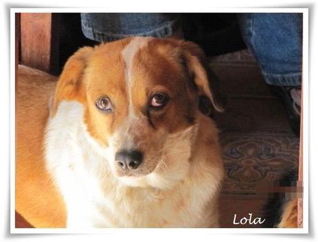 Hunde der Finca Lucendum suchen ein liebevolles Zuhause [Teil 1 - Hündinnen]