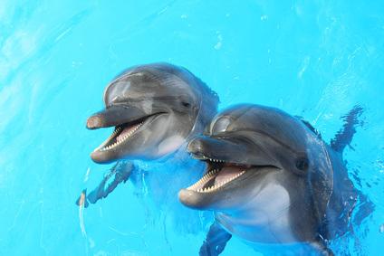 Mit Delphinen auf einer Wellenlänge: Sonophorese bei niedriger Frequenz