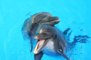 Mit Delphinen auf einer Wellenlänge: Sonophorese bei niedriger Frequenz