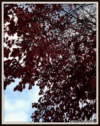 Herbstlich, rote Blätter an einem Baum