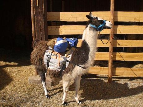 Fertig zum Wandern: Lama mit Marschgepäck