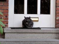 Katze bewacht die Haustür