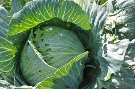 cabbage harvest, pests fight and attempts to store