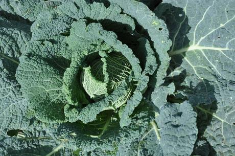 cabbage harvest, pests fight and attempts to store