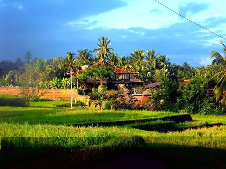 Reisereportagen: Bali II - Ubud